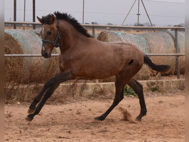 PRE Stallion 2 years 16 hh Gray in Mallorca