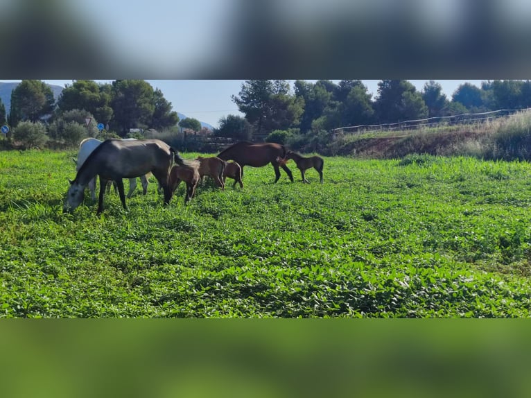 PRE Mix Stallion 2 years 16 hh Grey in Sagunt/Sagunto