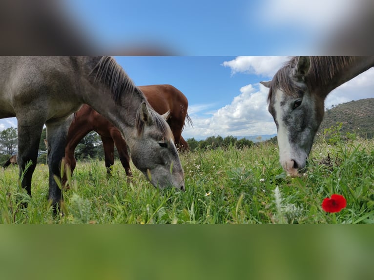 PRE Mix Stallion 2 years 16 hh Grey in Sagunt/Sagunto