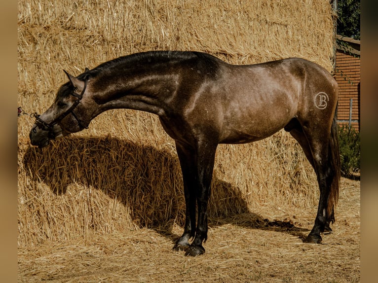 PRE Mix Stallion 2 years 16 hh Grey in Illescas