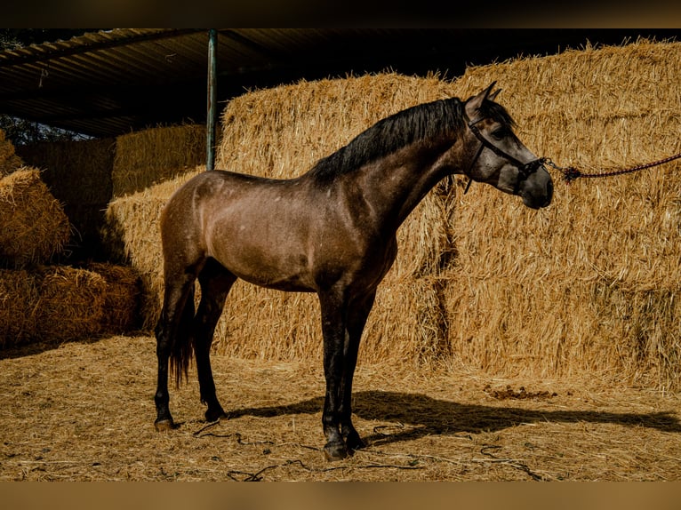 PRE Mix Stallion 2 years 16 hh Grey in Illescas