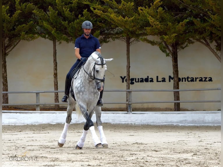 PRE Mix Stallion 2 years 16 hh Grey in Estella/Lizarra PRE Mix Stallion 2 years 16 hh Grey in Estella/Lizarra