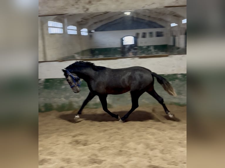 PRE Mix Stallion 2 years 16 hh Grey in Estella/Lizarra PRE Mix Stallion 2 years 16 hh Grey in Estella/Lizarra