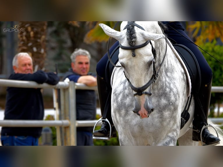 PRE Mix Stallion 2 years 16 hh Grey in Estella/Lizarra PRE Mix Stallion 2 years 16 hh Grey in Estella/Lizarra
