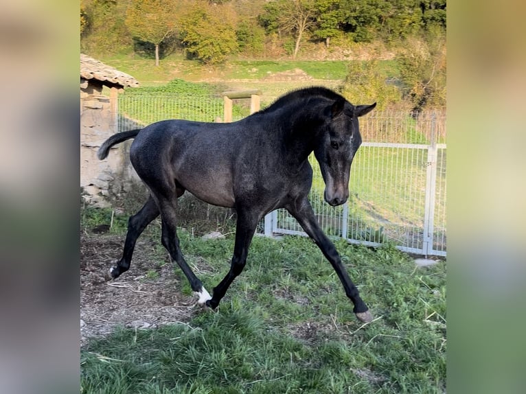 PRE Mix Stallion 2 years 16 hh Grey in Estella/Lizarra PRE Mix Stallion 2 years 16 hh Grey in Estella/Lizarra