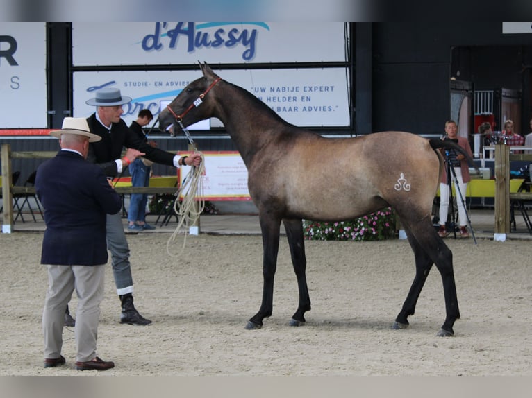 PRE Stallion 2 years 16 hh Grey in Alveringem