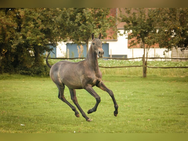PRE Stallion 2 years 16 hh Grey in Alveringem