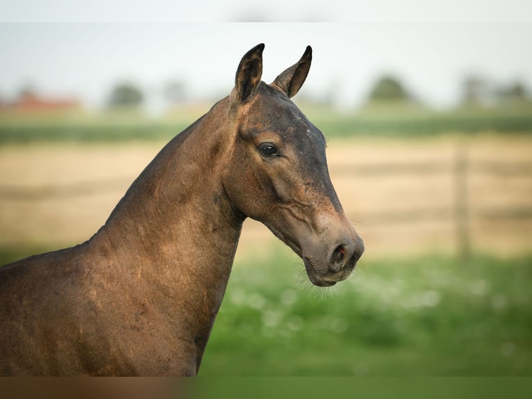 PRE Stallion 2 years 16 hh Grey in Alveringem