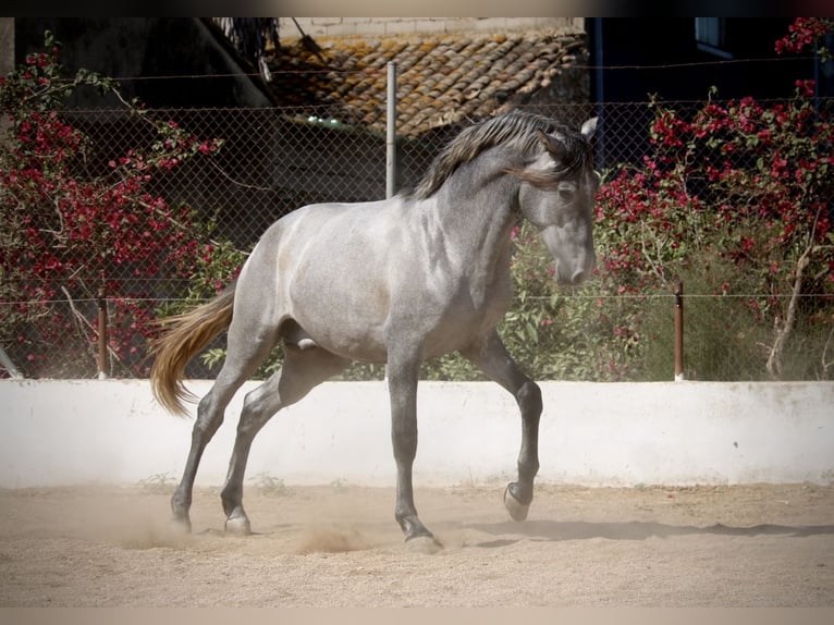 PRE Mix Stallion 2 years 16 hh Grey in Valencia