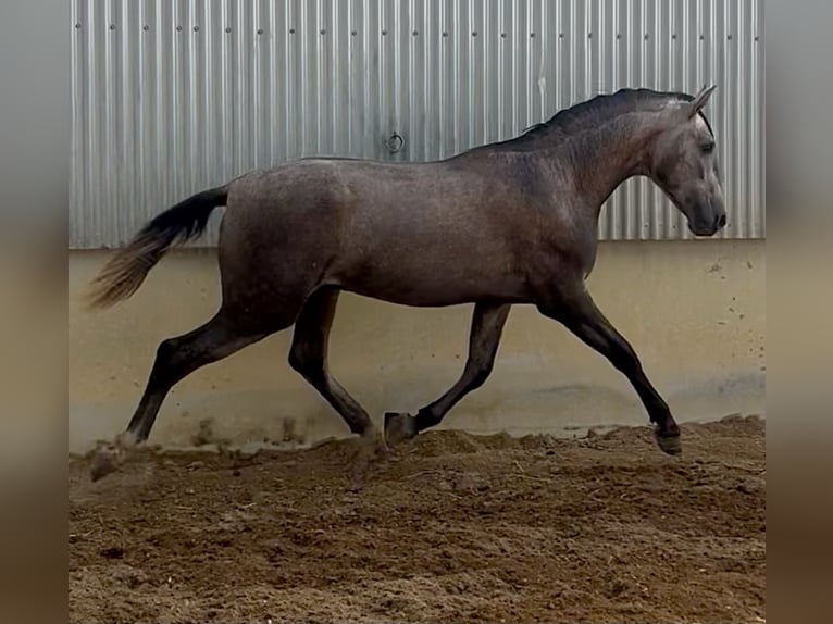 PRE Stallion 2 years 16 hh Grey in Zeneta (Murcia)