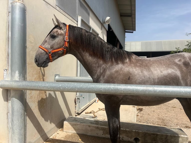 PRE Stallion 2 years 16 hh Grey in Zeneta (Murcia)