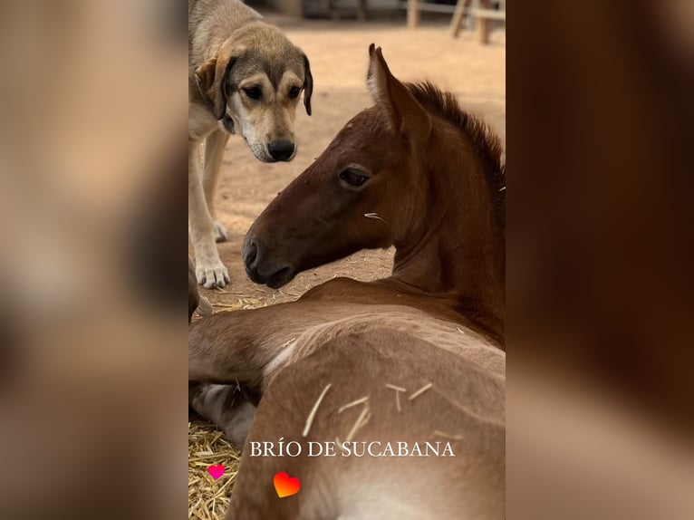 PRE Stallion 2 years 16 hh Grey in Zeneta (Murcia)