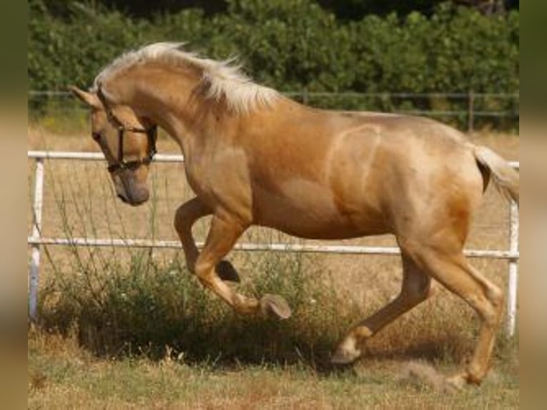 PRE Mix Stallion 2 years 16 hh Overo-all-colors in Madrid