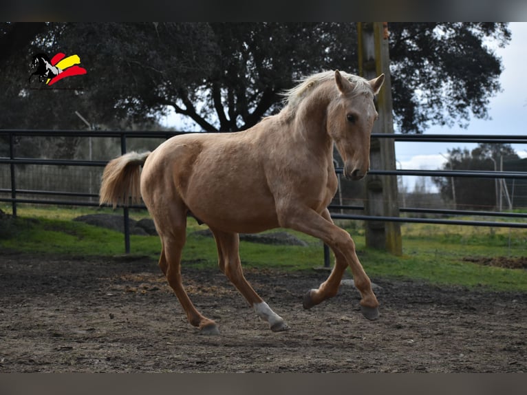 PRE Mix Stallion 2 years 16 hh Palomino in El Real De La Jara, Sevilla