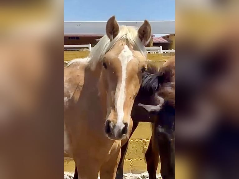 PRE Mix Stallion 2 years 16 hh Palomino in El Catllar