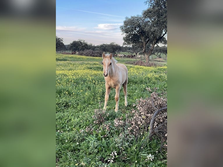 PRE Mix Stallion 2 years 16 hh Palomino in El Catllar