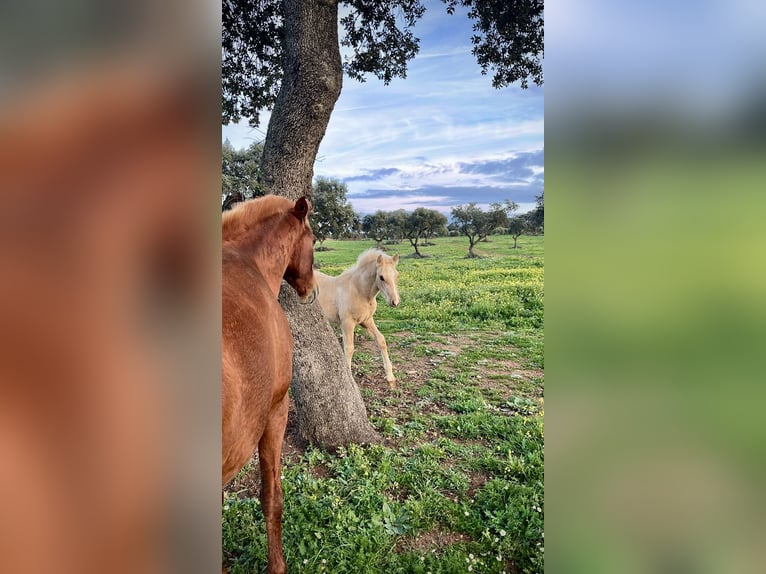 PRE Mix Stallion 2 years 16 hh Palomino in El Catllar