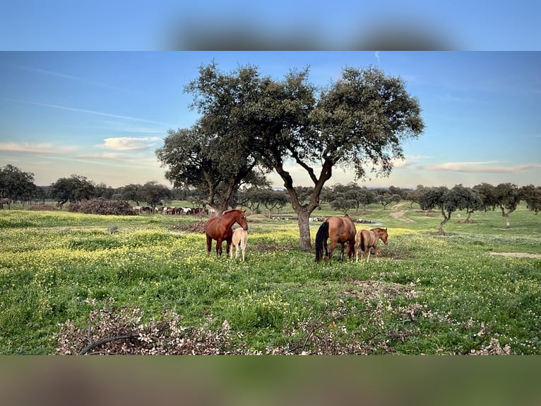 PRE Mix Stallion 2 years 16 hh Palomino in El Catllar