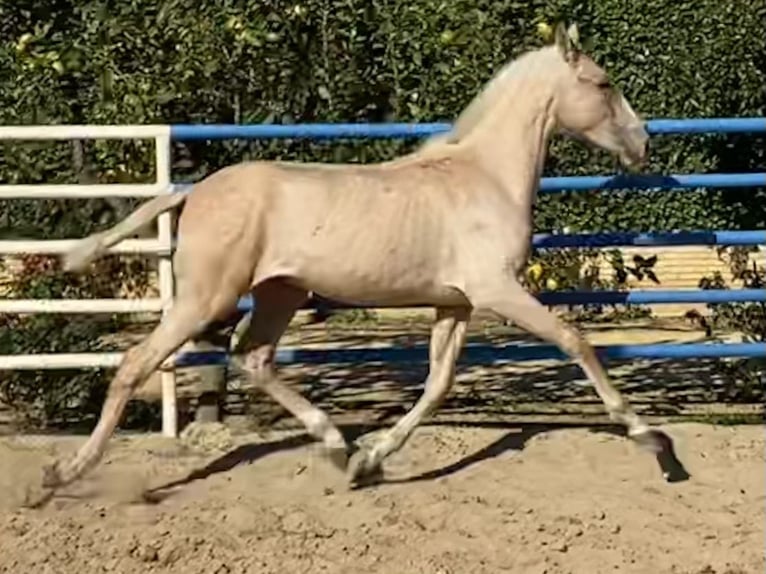 PRE Mix Stallion 2 years 16 hh Palomino in Fuentes de Andalucia