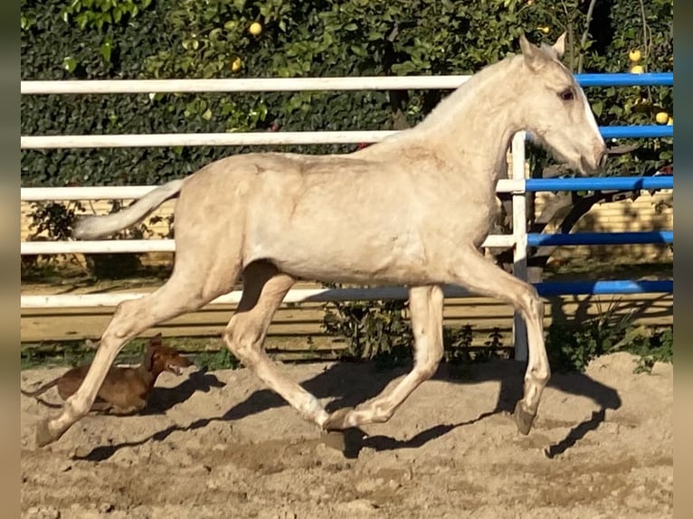 PRE Mix Stallion 2 years 16 hh Palomino in Fuentes de Andalucia