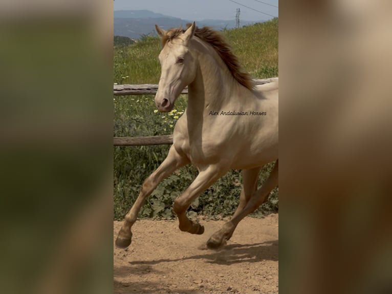 PRE Mix Stallion 2 years 16 hh Perlino in Sevilla