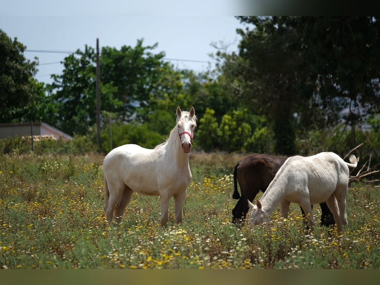 PRE Mix Stallion 2 years 16 hh Perlino in Hamburg