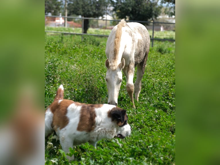 PRE Mix Stallion 2 years 16 hh Perlino in Hamburg