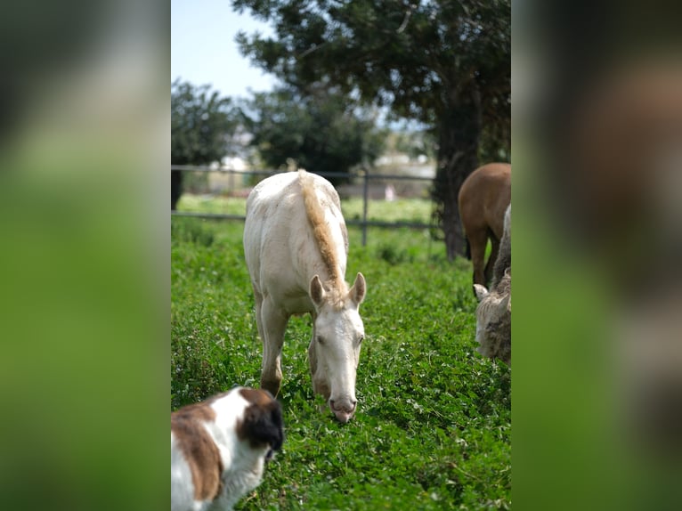 PRE Mix Stallion 2 years 16 hh Perlino in Hamburg