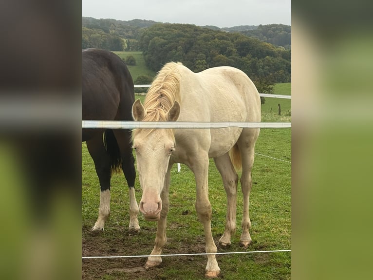 PRE Mix Stallion 2 years 16 hh Perlino in Kürten