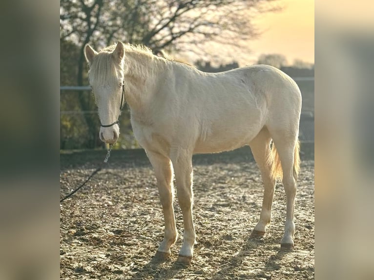 PRE Mix Stallion 2 years 16 hh Perlino in Kürten