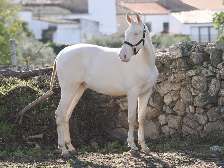 PRE Mix Stallion 2 years 16 hh Perlino in Navas Del Madroño