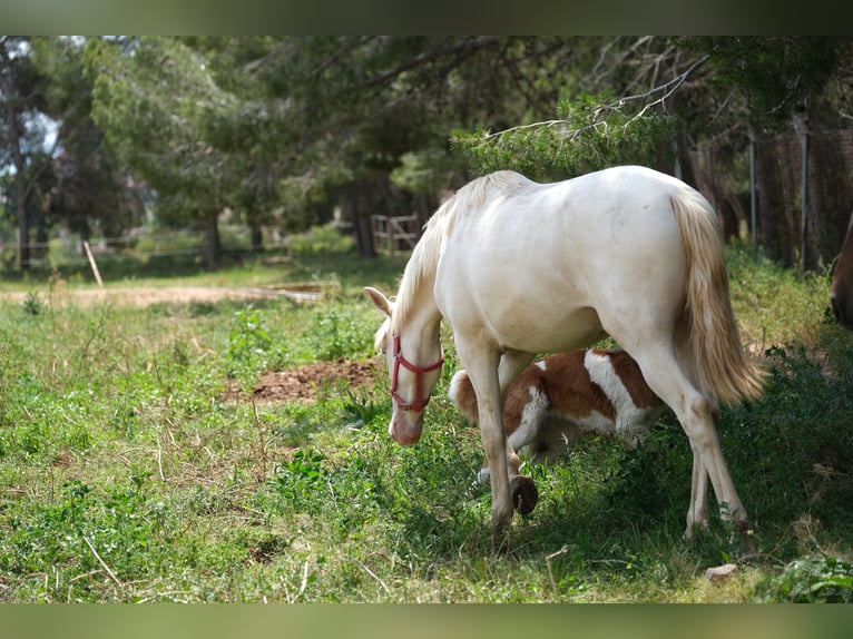 PRE Mix Stallion 2 years 16 hh Perlino in Hamburg