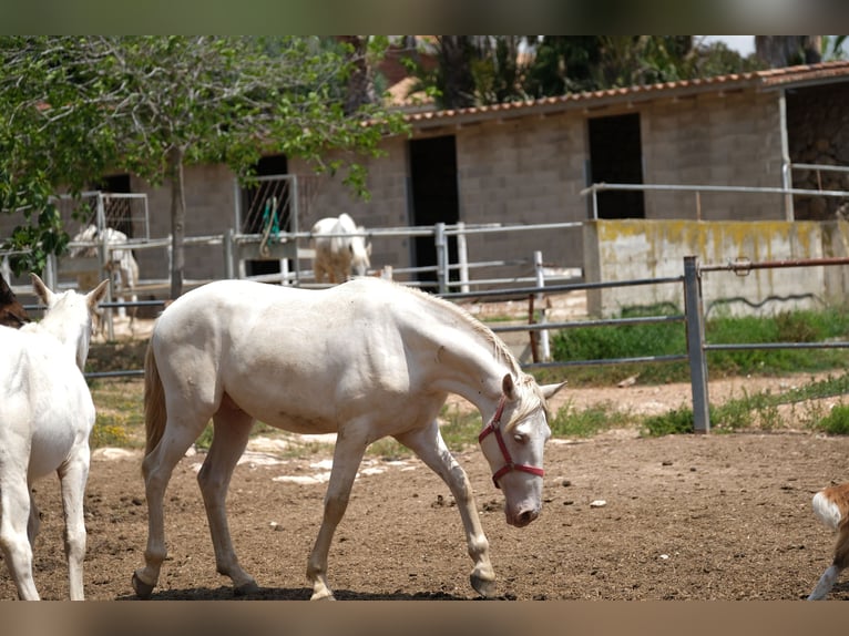 PRE Mix Stallion 2 years 16 hh Perlino in Hamburg