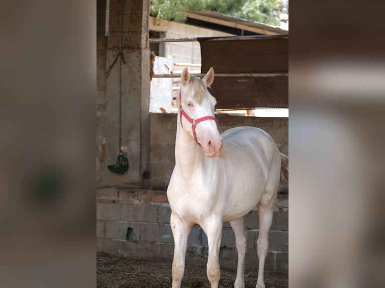 PRE Mix Stallion 2 years 16 hh Perlino in Hamburg