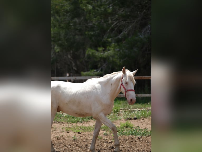 PRE Mix Stallion 2 years 16 hh Perlino in Hamburg