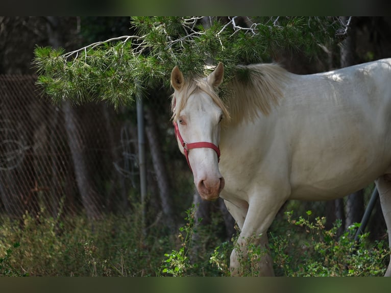 PRE Mix Stallion 2 years 16 hh Perlino in Hamburg