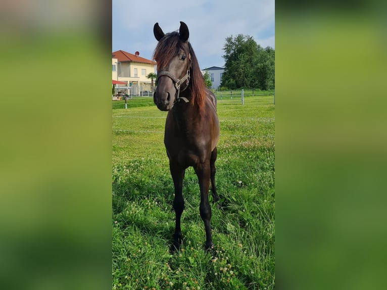 PRE Mix Stallion 2 years 16 hh Smoky-Black in Bahlingen am KaiserstuhlBahlingen