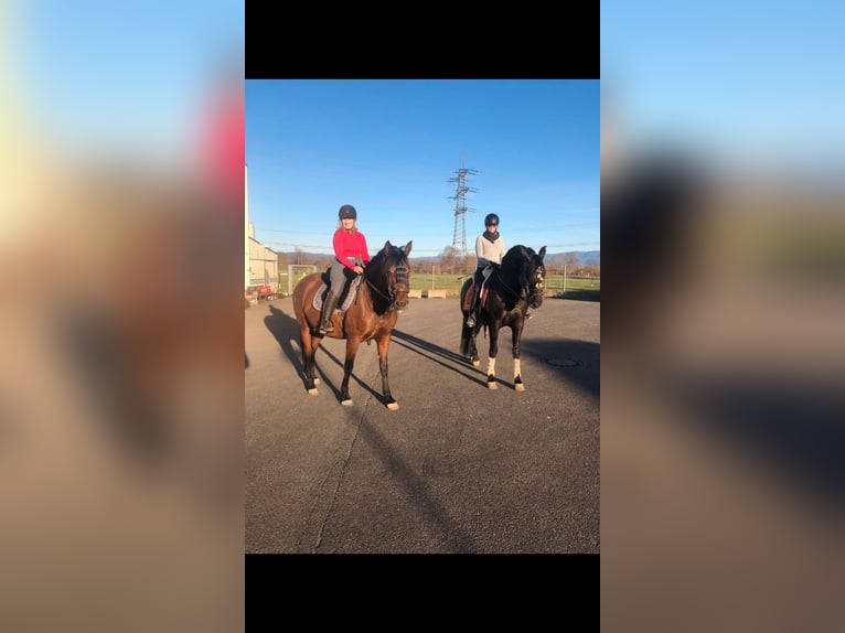 PRE Mix Stallion 2 years 16 hh Smoky-Black in Bahlingen am KaiserstuhlBahlingen