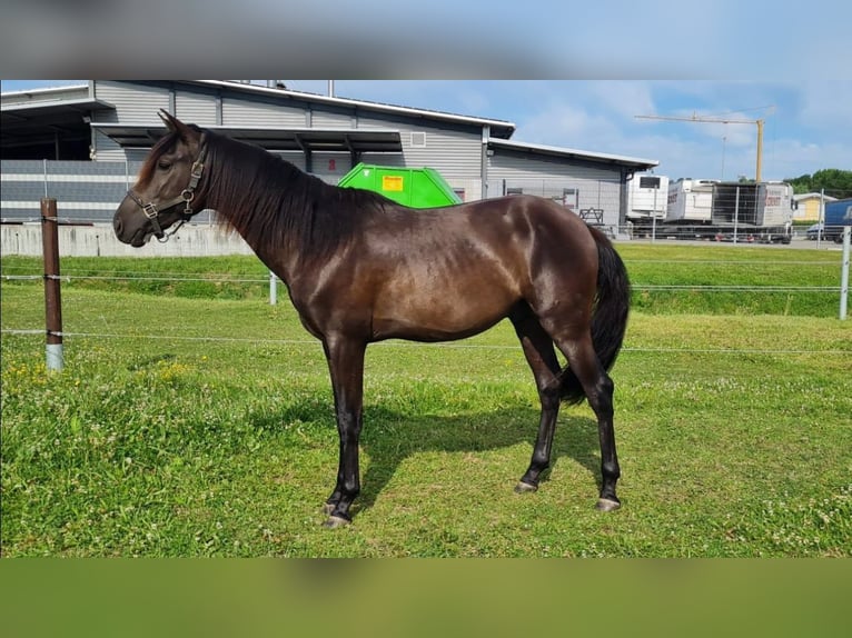 PRE Mix Stallion 2 years 16 hh Smoky-Black in Bahlingen am KaiserstuhlBahlingen
