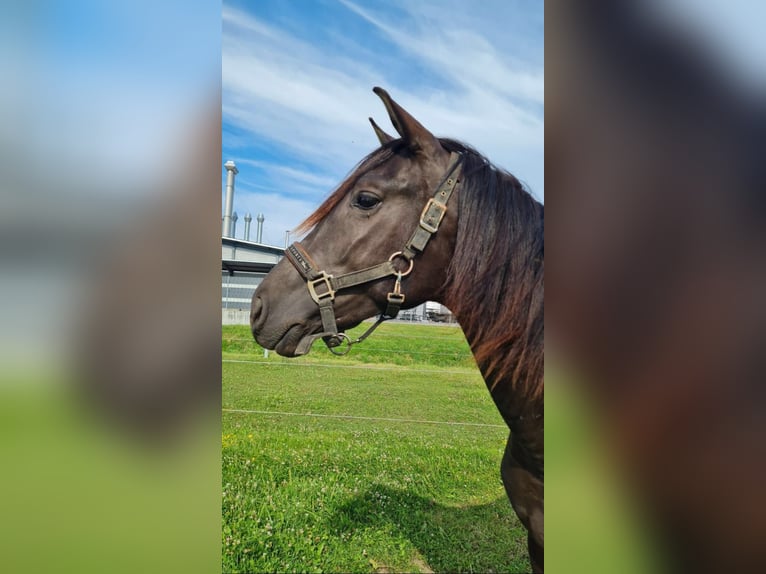 PRE Mix Stallion 2 years 16 hh Smoky-Black in Bahlingen am KaiserstuhlBahlingen