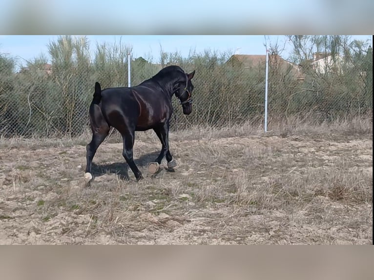 PRE Mix Stallion 2 years 16,1 hh Bay-Dark in Segovia