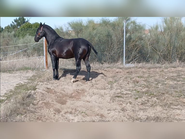 PRE Mix Stallion 2 years 16,1 hh Bay-Dark in Segovia