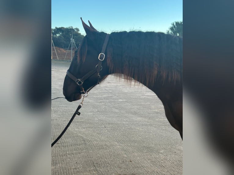 PRE Mix Stallion 2 years 16,1 hh Black in Hamburg