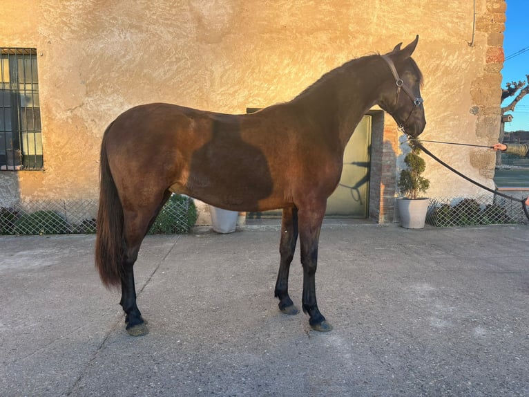 PRE Mix Stallion 2 years 16,1 hh Black in Hamburg