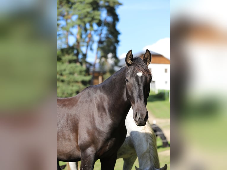 PRE Stallion 2 years 16,1 hh Black in Kefermarkt