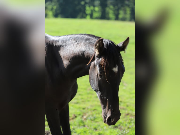 PRE Stallion 2 years 16,1 hh Black in Kefermarkt