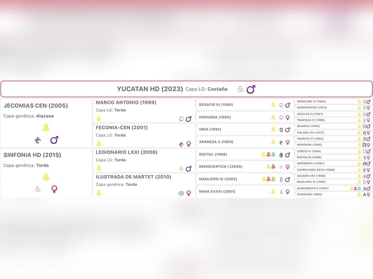 PRE Mix Stallion 2 years 16,1 hh Brown in Las Piñas