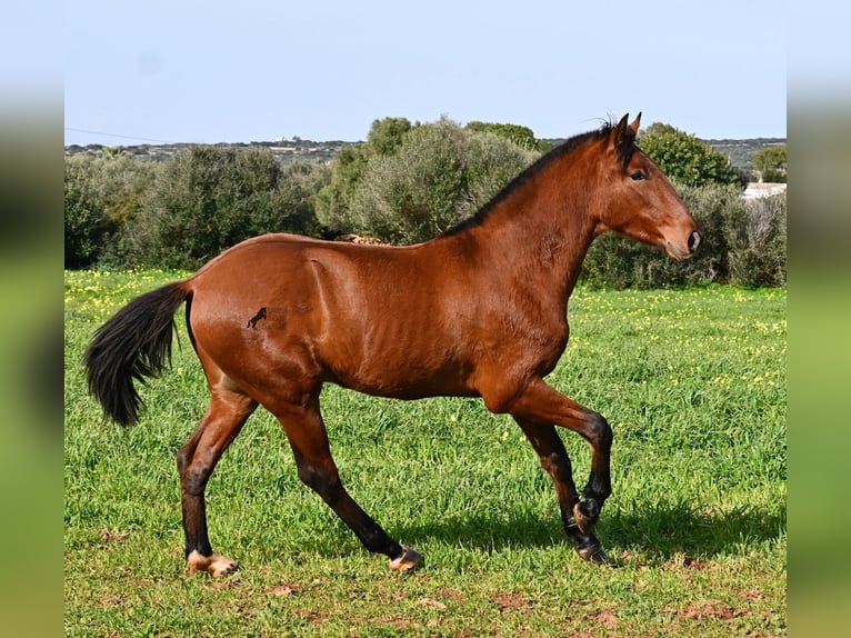 PRE Mix Stallion 2 years 16,1 hh Brown in Menorca