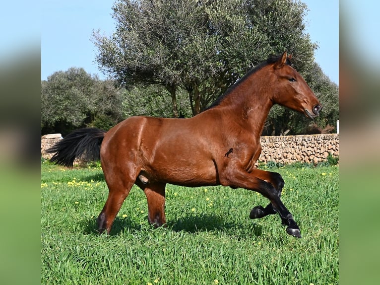 PRE Mix Stallion 2 years 16,1 hh Brown in Menorca