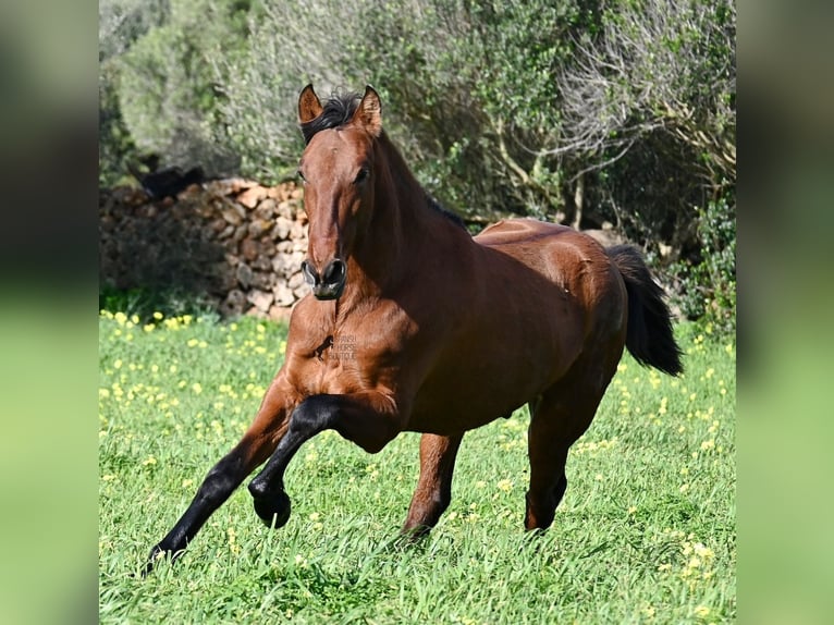 PRE Mix Stallion 2 years 16,1 hh Brown in Menorca